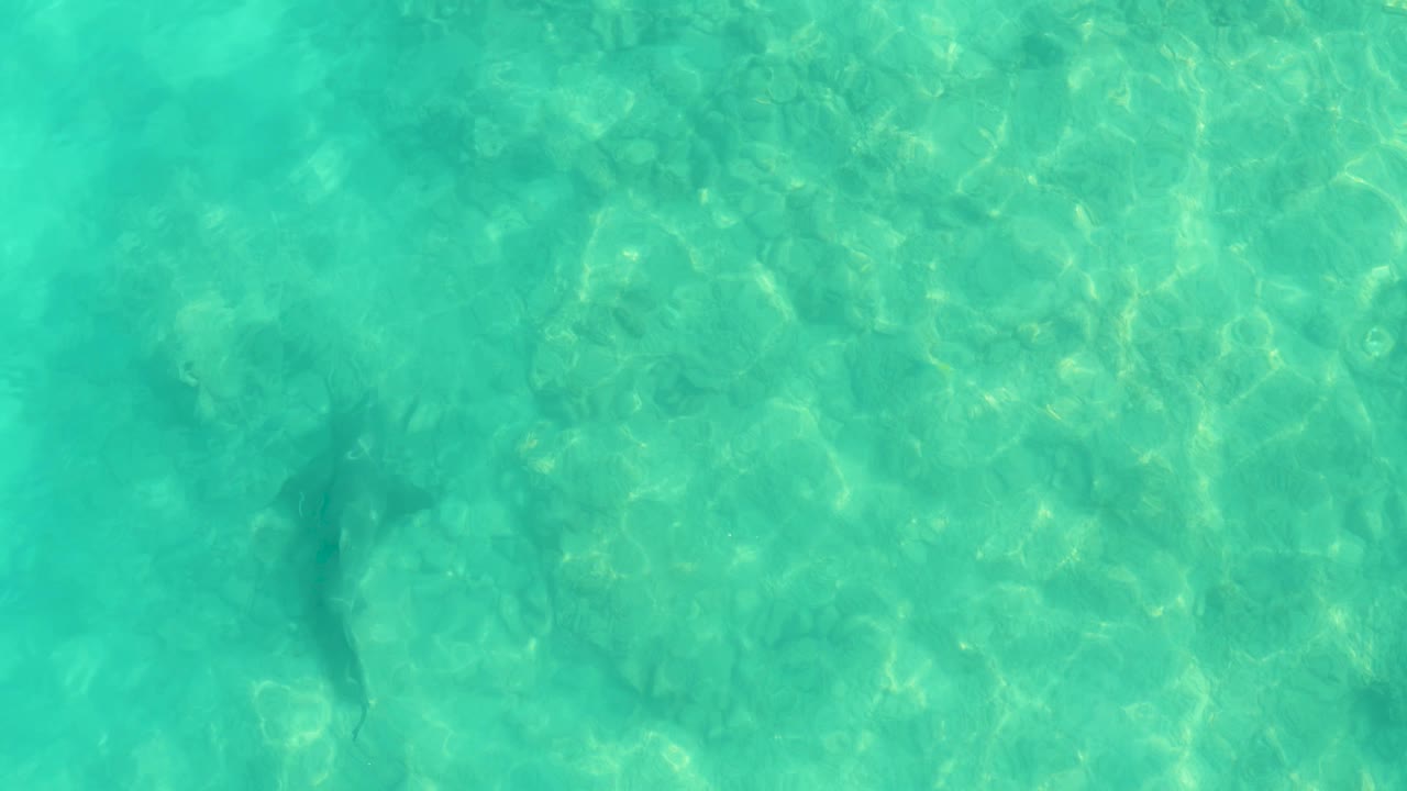 The shark appears near the left side of the overhead frame in bright turquoise water, with sun flecks and a shallow seabed visible in Cabo Pulmo, Mexico, and no visible people.