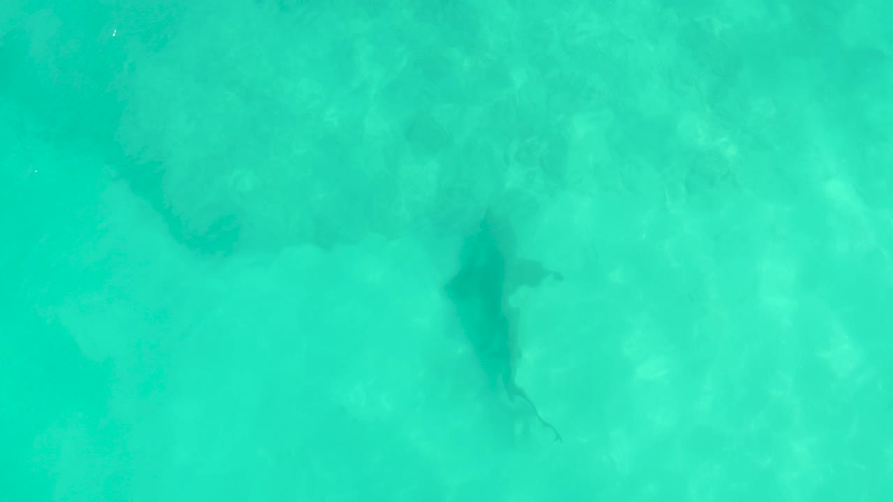 Shark shape under turquoise shallow water