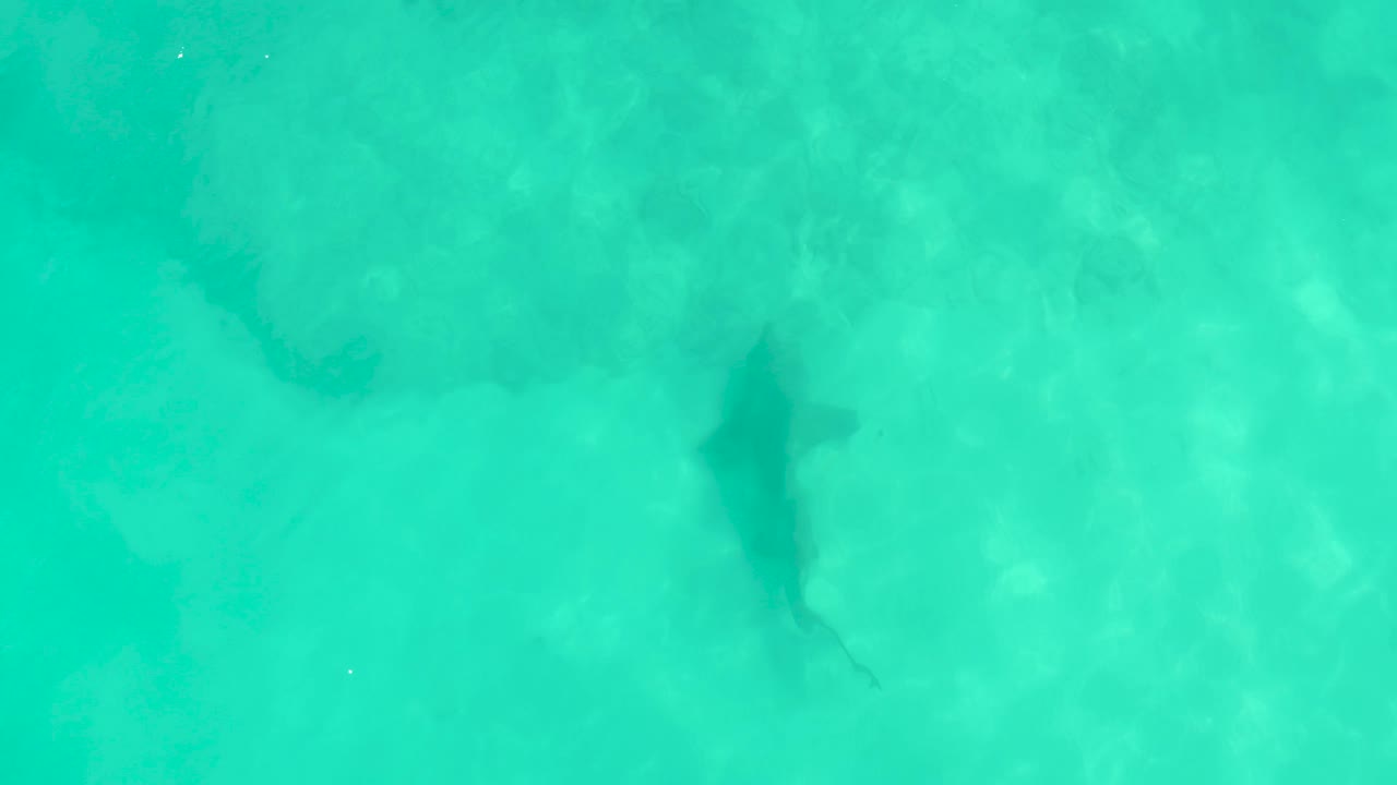 The shark is visible beneath bright turquoise water in Cabo Pulmo, with its body angled through the shallow scene and no visible people.