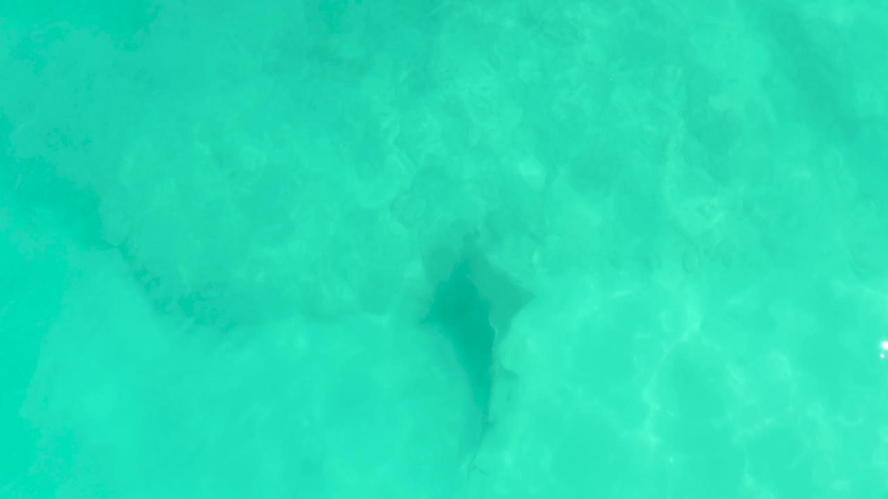 A dark shark form moves beneath green-blue shallow water in Cabo Pulmo, with soft surface patterns and no visible people or objects.