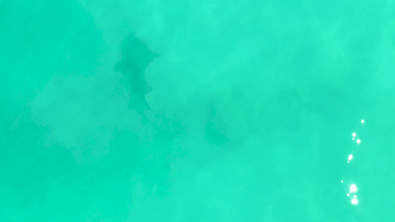 Dark shark shape beneath clear turquoise shallow water