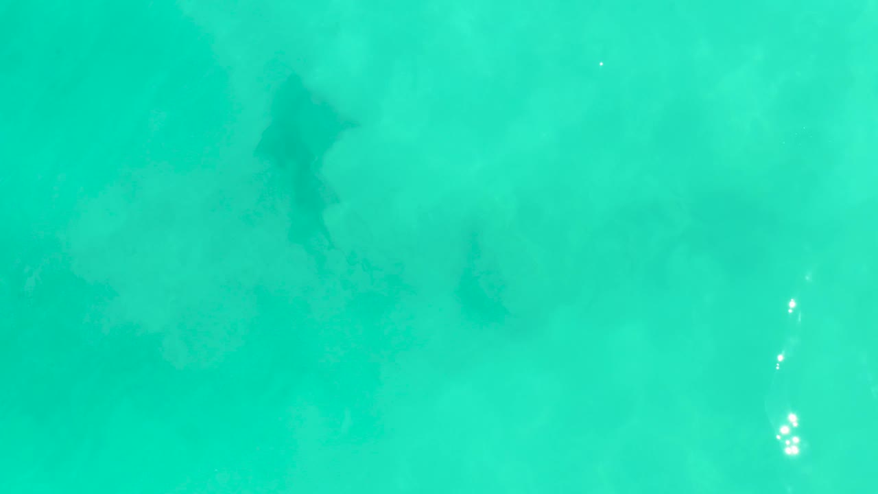 The shark sits higher in the frame under clear Cabo Pulmo water, with small bright sunlight reflections above the seabed and no visible people.