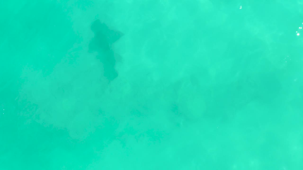 A dark shark silhouette is visible near the center of the Cabo Pulmo frame, surrounded by pale turquoise water and faint ripples, with no visible people.