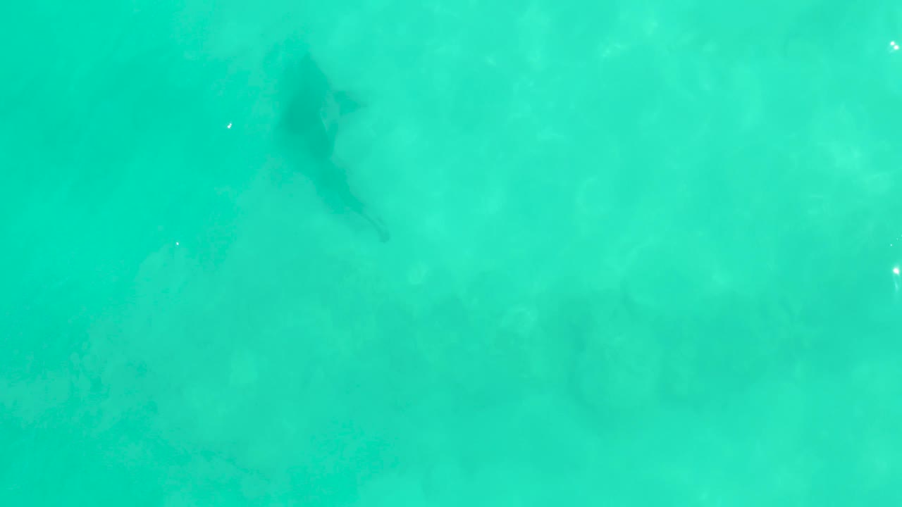 The shark appears toward the upper right of the Cabo Pulmo water frame, with mottled pale seabed detail and no visible people.