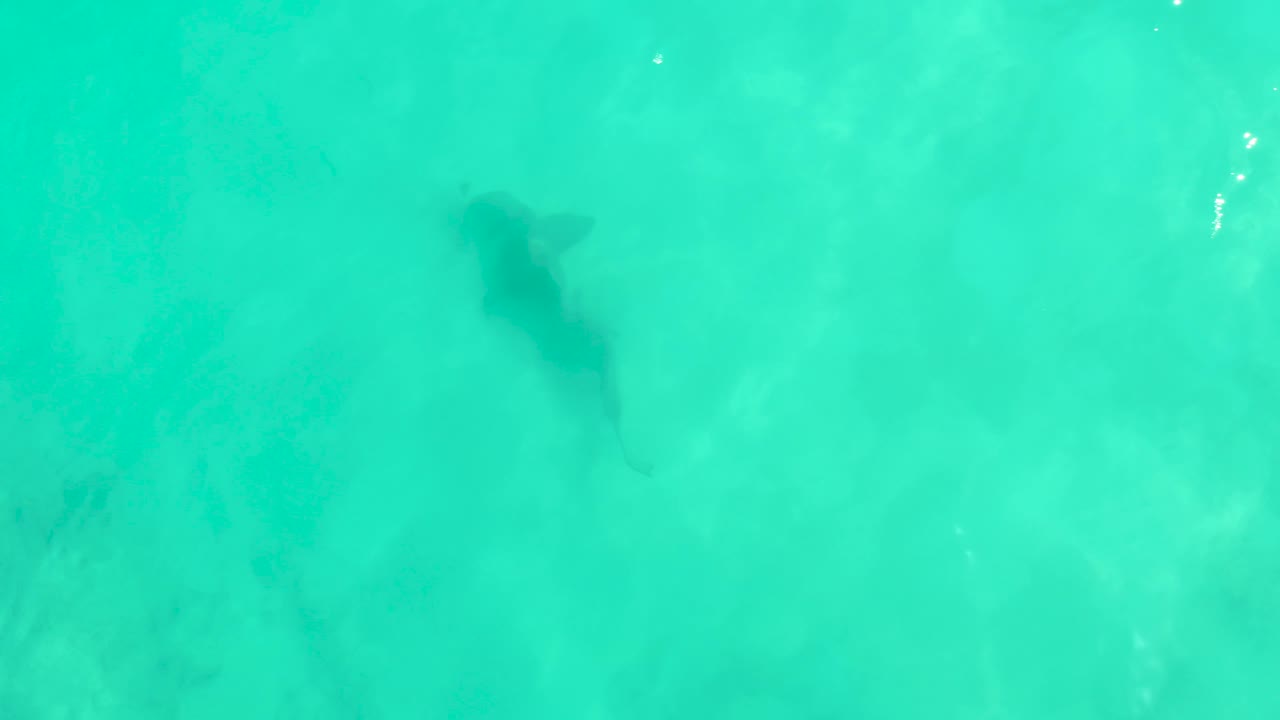 Overhead view of a dark shark shape near the upper left of clear turquoise water in Cabo Pulmo, Mexico, with faint seabed texture and no visible people.