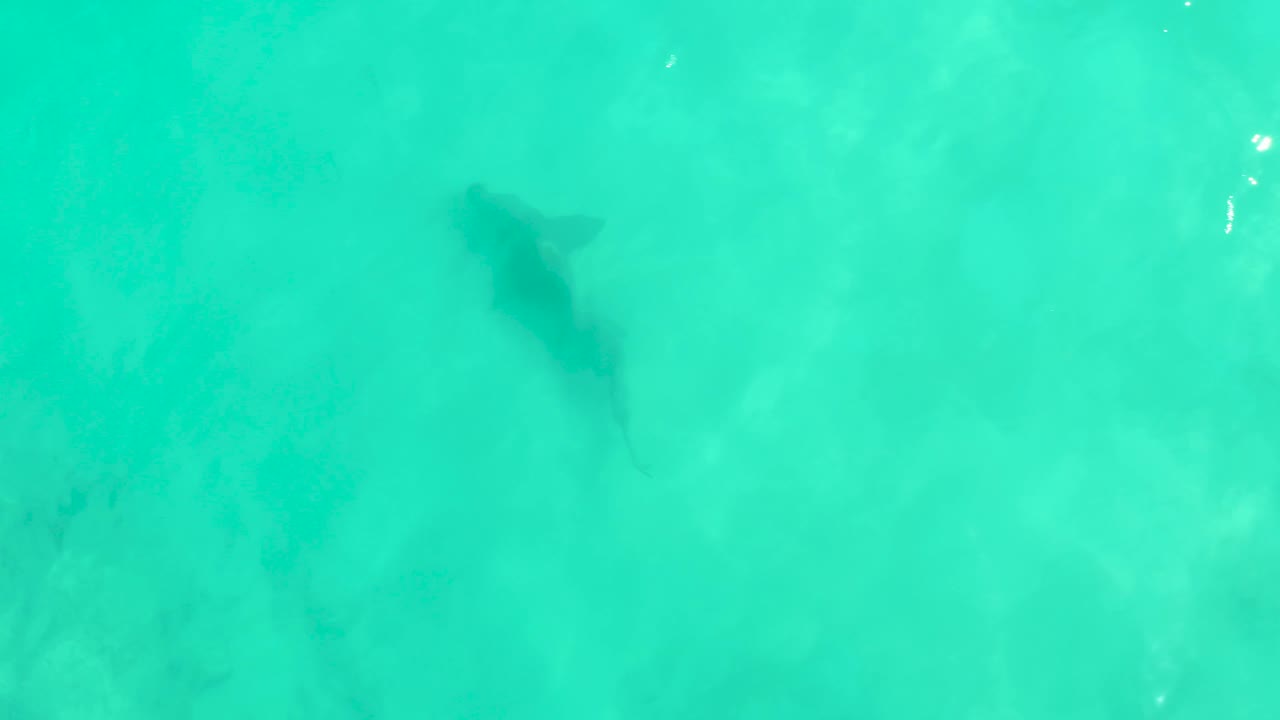 Overhead frame of the shark silhouette farther across the bright turquoise water in Cabo Pulmo, Mexico, with the pale seabed visible below and no visible people.