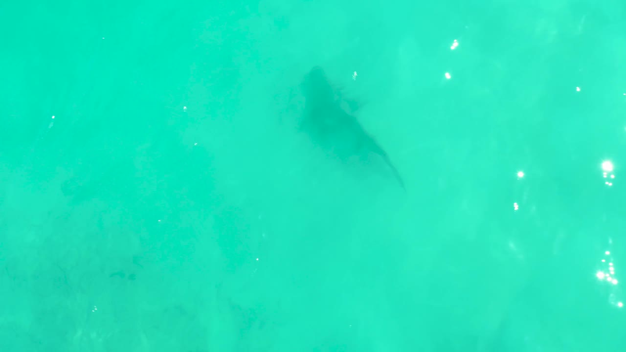 Overhead view of the shark near the upper right area of turquoise ocean in Cabo Pulmo, Mexico, with small sun glints on the surface and no visible people.