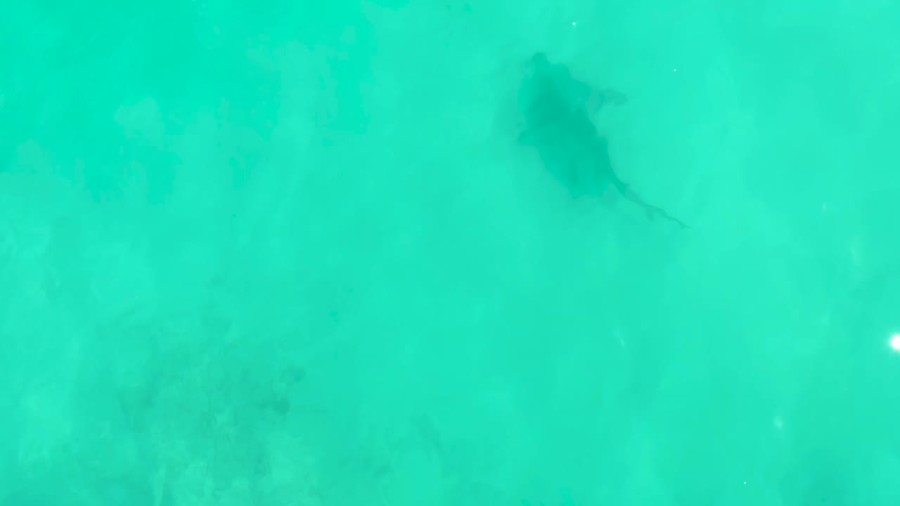 Overhead frame with the shark silhouette left of center in shallow turquoise water at Cabo Pulmo, Mexico, over a softly visible sandy bottom and no visible people.