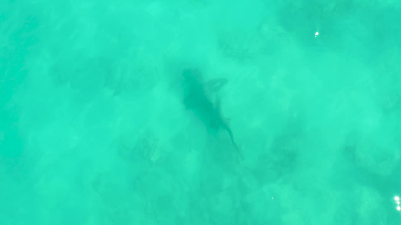 A dark shark swims below clear turquoise water over a pale seabed in Cabo Pulmo, Mexico, with no visible people.