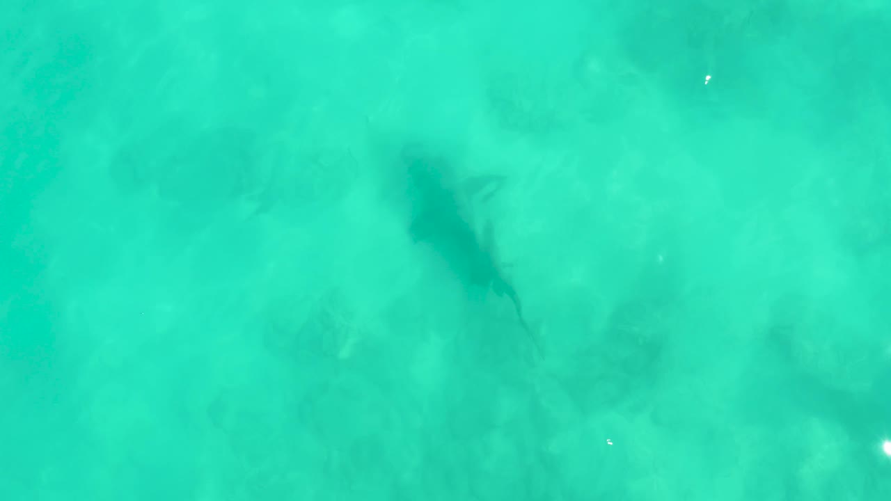 The shark appears slightly farther across the turquoise shallows, with cloudy seabed texture visible below and no visible people.