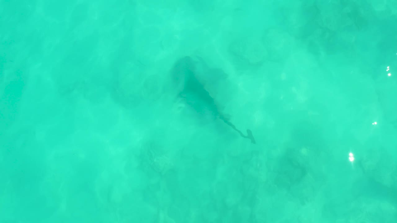 From overhead, the shark sits under bright turquoise water with small white sun reflections and soft seabed patterns in Cabo Pulmo, Mexico.