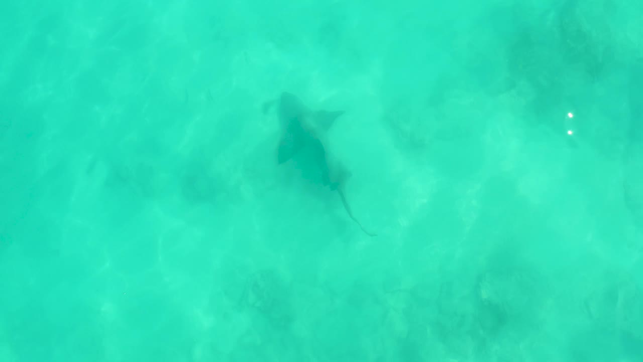 A shark shape remains visible beneath the translucent turquoise surface, with muted seabed shadows and no visible people in the frame.