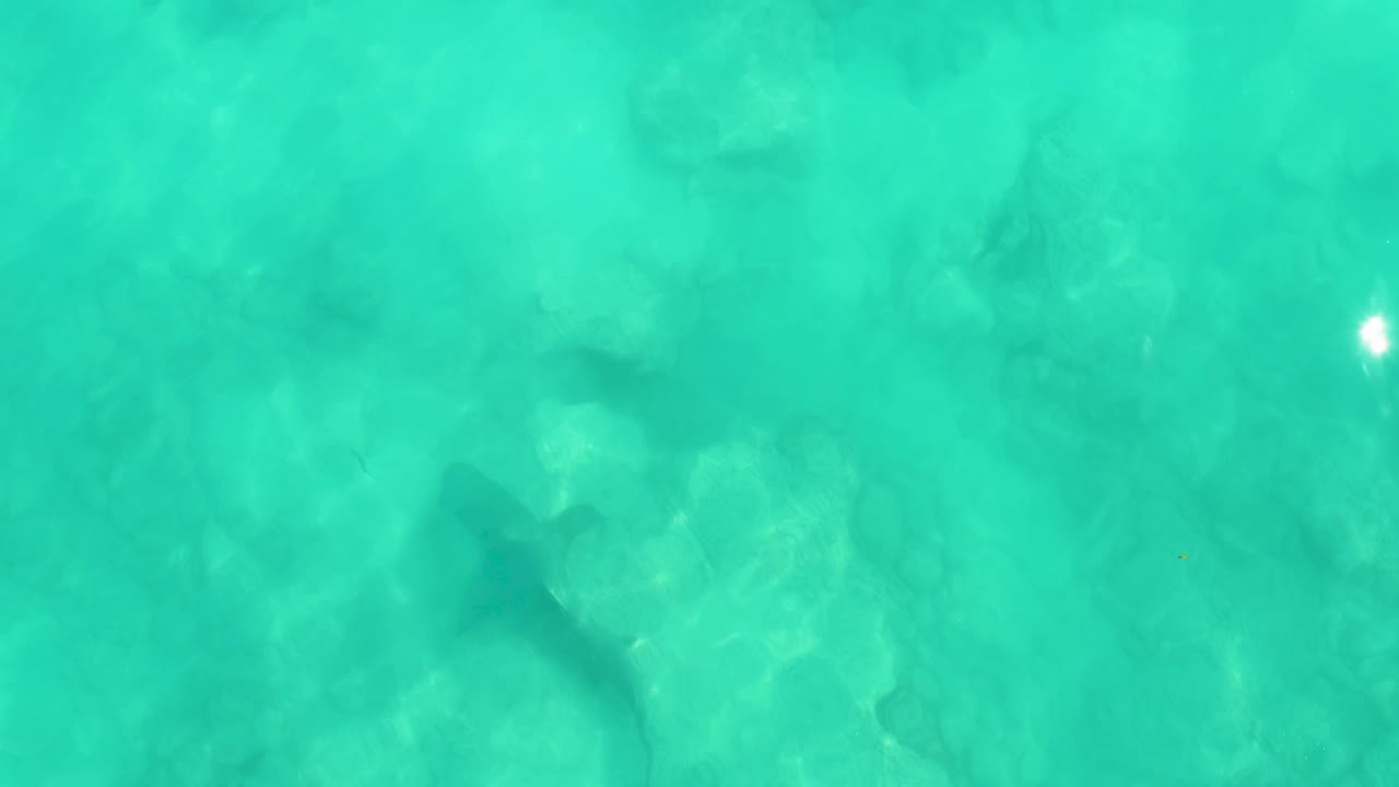 Stingray gliding through shallow aqua water with sun glare nearby.