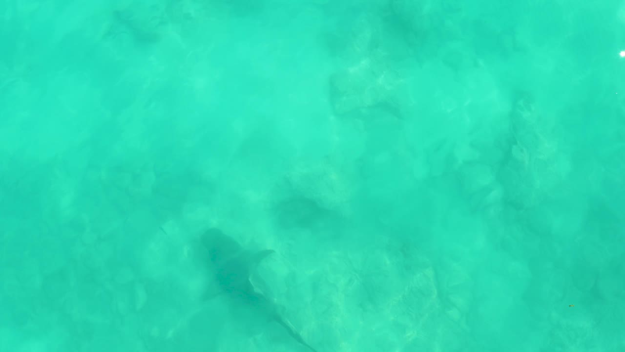 At 0:02 in Cabo Pulmo, the stingray forms a darker silhouette beneath the turquoise surface while sand texture and faint ripples remain visible, with no visible people.