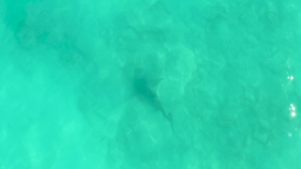 Overhead view in Cabo Pulmo of a shark-shaped form under turquoise water near the upper left, with pale rocks below and no visible people.