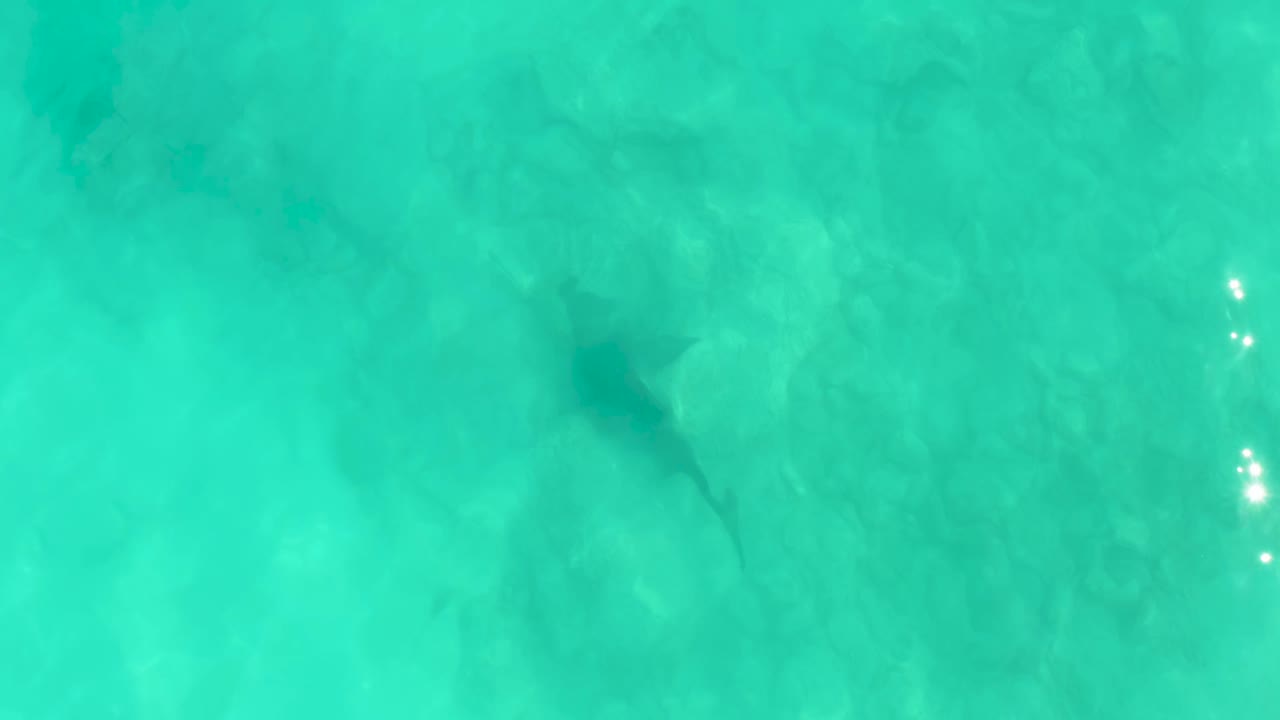 Dark shark silhouette moving through clear blue-green water