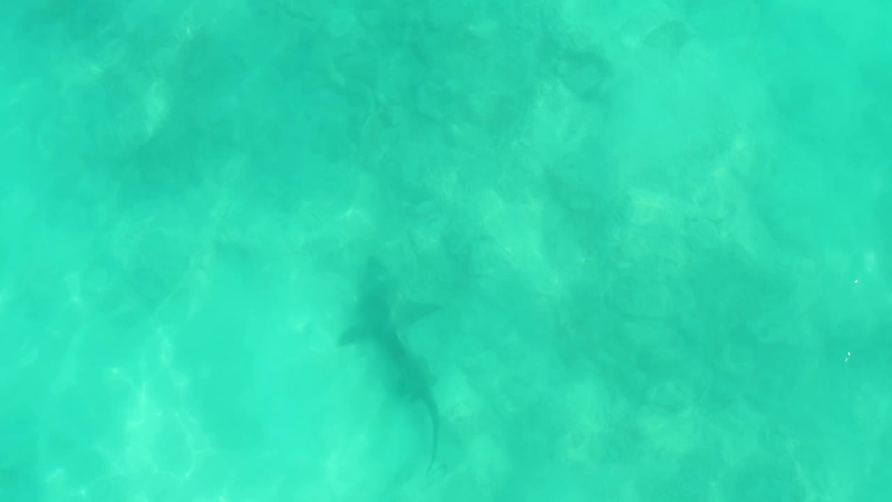 A shark moves under clear turquoise water in Cabo Pulmo, with pale seabed texture and no visible people.