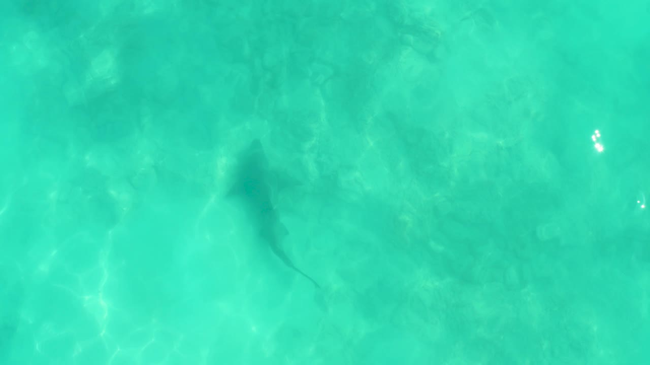 A shark appears centered under bright turquoise water in Cabo Pulmo, with faint seabed detail and no visible people.
