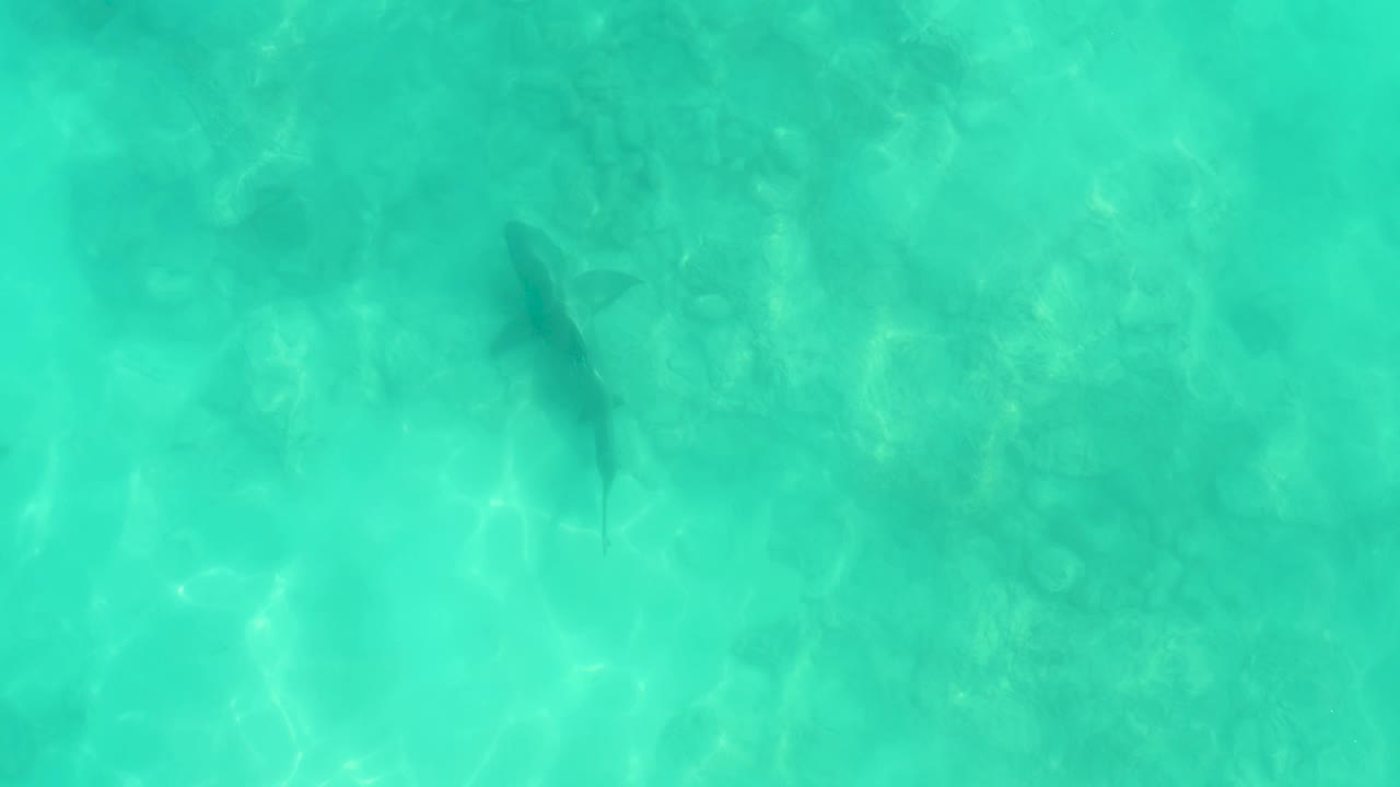 Shark in clear shallow ocean water