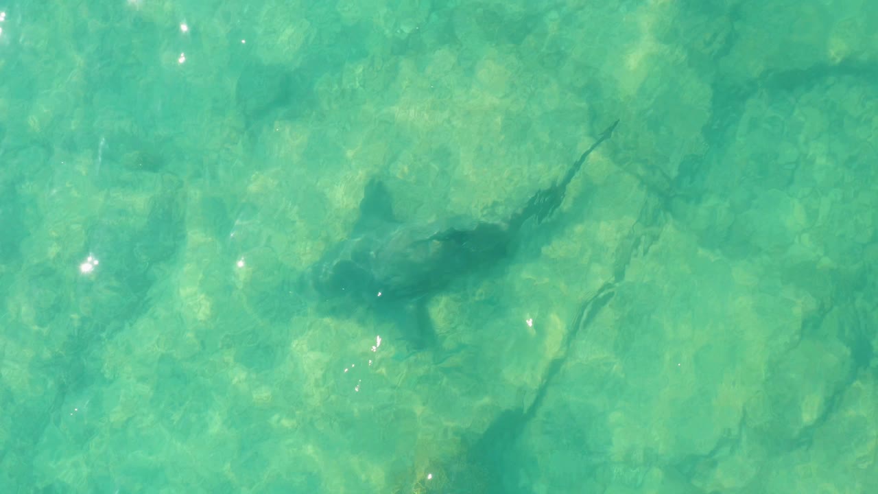 Shark silhouette in clear turquoise shallow water