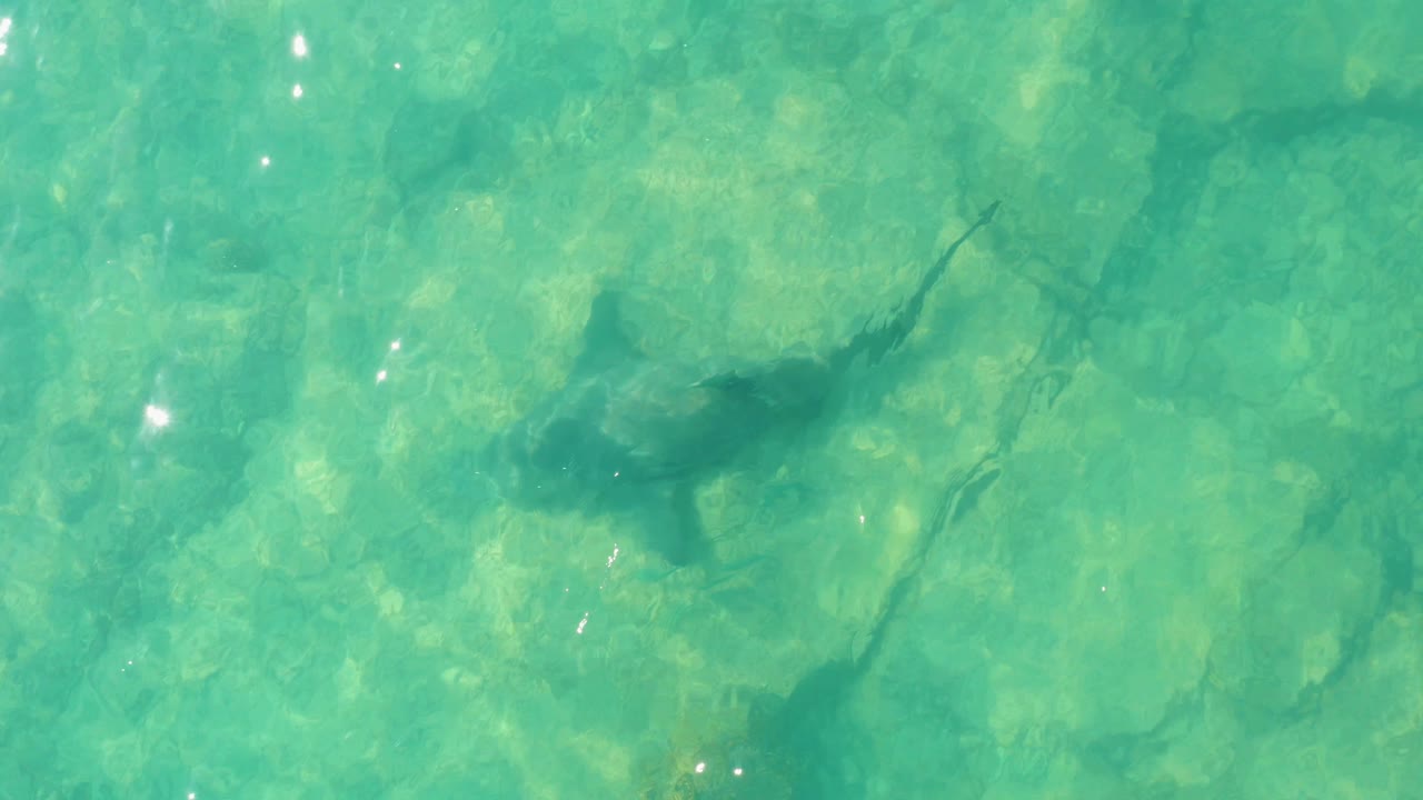 A shark passes below the turquoise surface in Cabo Pulmo, its darker body and tail visible over the pale seabed with no visible people.