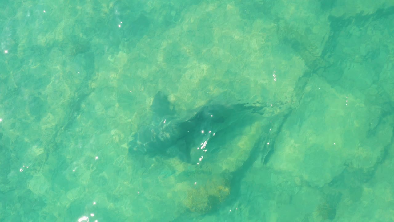 The shark appears under sunlit turquoise water in Cabo Pulmo, with bright surface flecks near its body and no visible people.