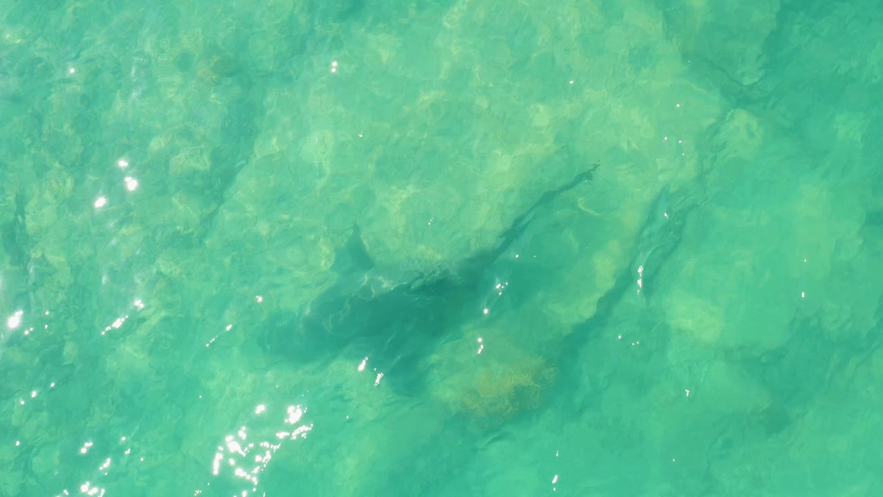 Overhead frame of the shark moving left through clear shallow water in Cabo Pulmo, with rippled turquoise surface and no visible people.
