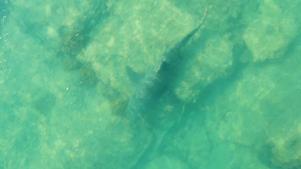 At 0:00, a shark is visible from above in clear turquoise water over a rocky seabed in Cabo Pulmo, Mexico, with no visible people.