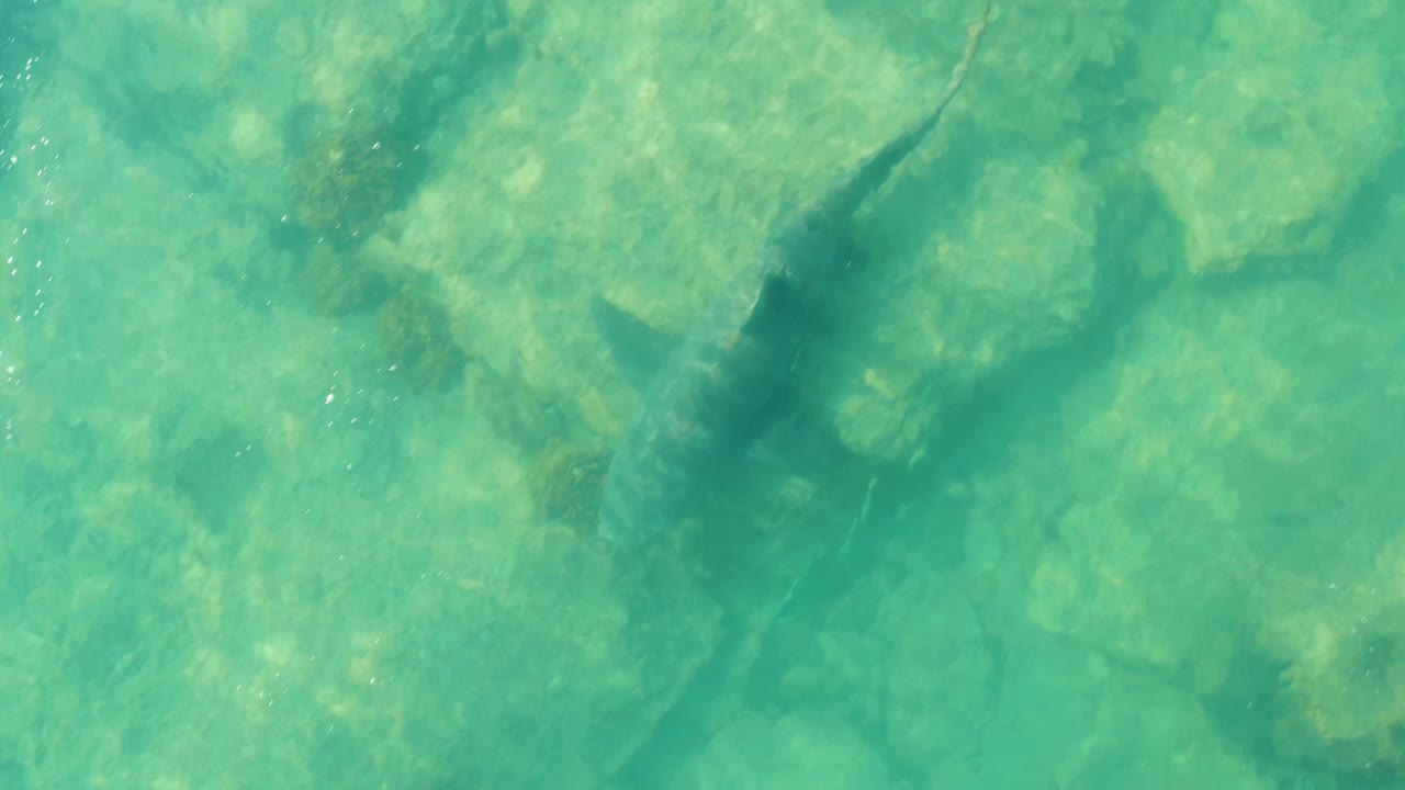At 0:01, the shark appears farther across the shallow clear water, with pale rocks and small surface sparkles visible below and no visible people.