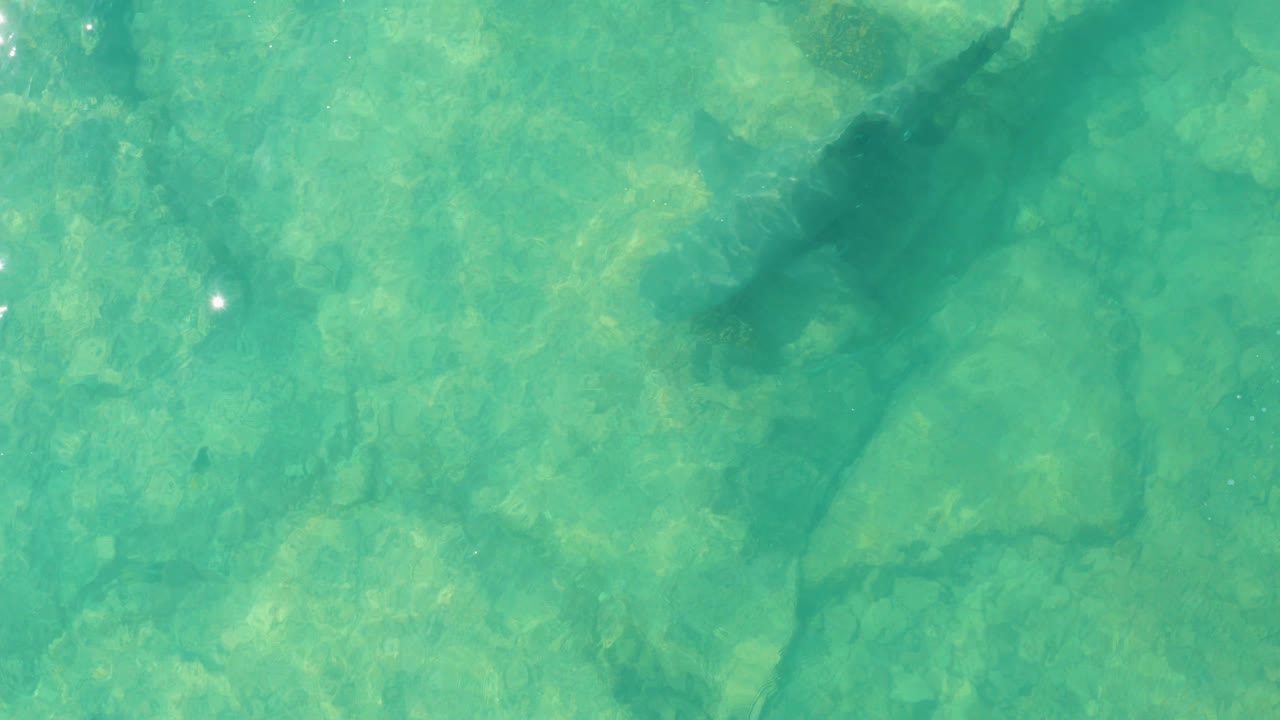 At 0:03, the shark is seen from a top-down angle crossing clear turquoise water, with the rocky seabed visible through the surface and no visible people.