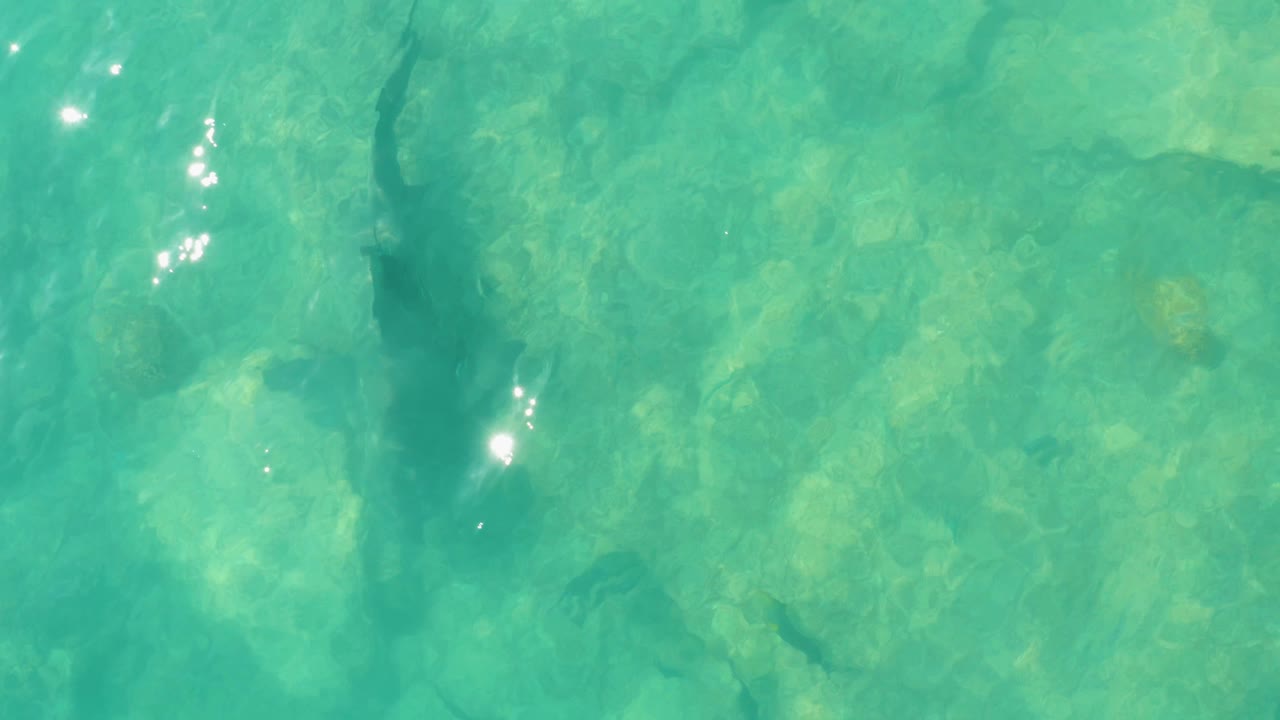 Sunlit turquoise water in Cabo Pulmo reveals pale underwater rocks and elongated dark fish shapes near the upper and lower parts of the frame, with no visible people.