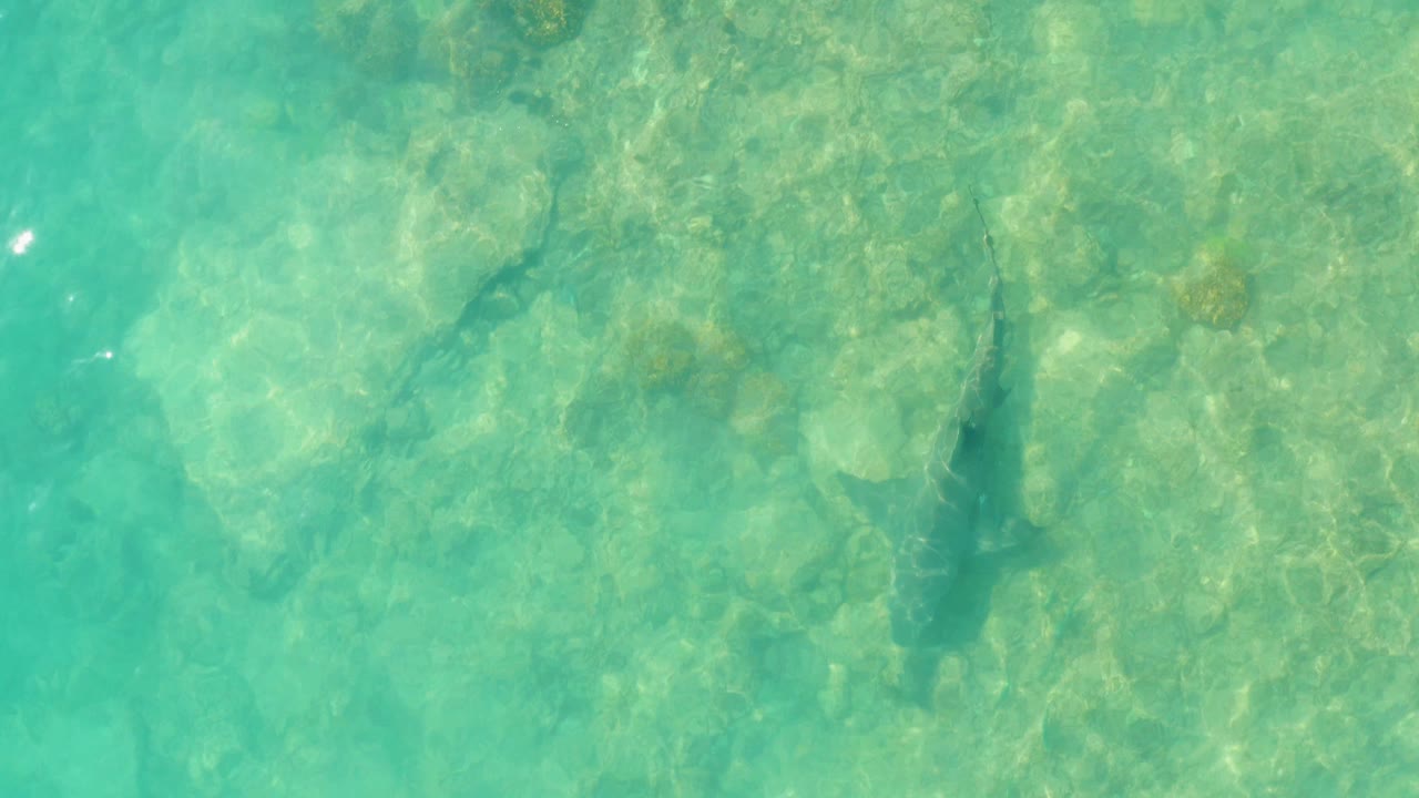 Overhead turquoise water with a shark above a rocky seabed