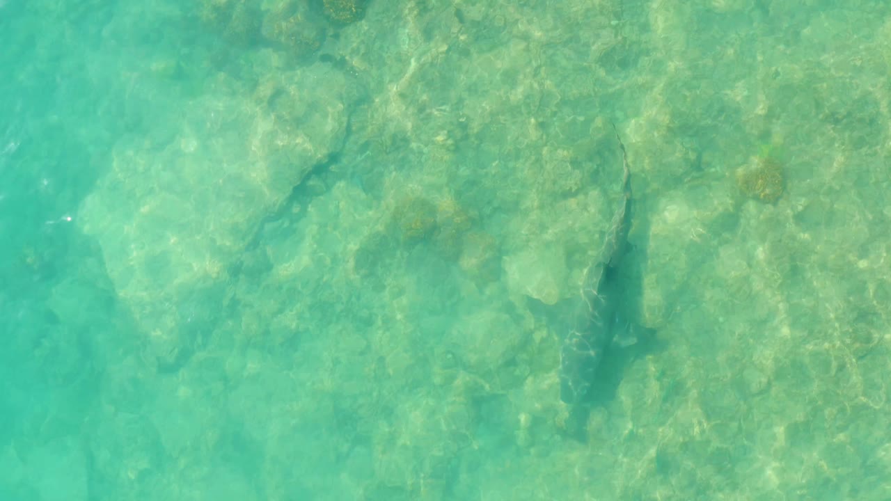 The shark remains visible in clear shallow water in Cabo Pulmo, slightly shifted across the rocky seabed as sunlight patterns move on the surface, with no visible people.