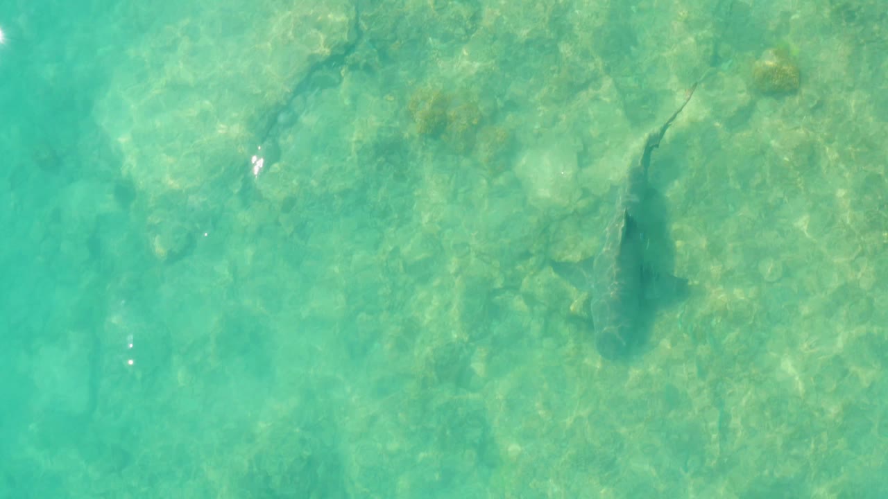 A dark shark silhouette sits farther right in the overhead Cabo Pulmo frame, with pale rocks and green-blue water visible beneath ripples and no visible people.