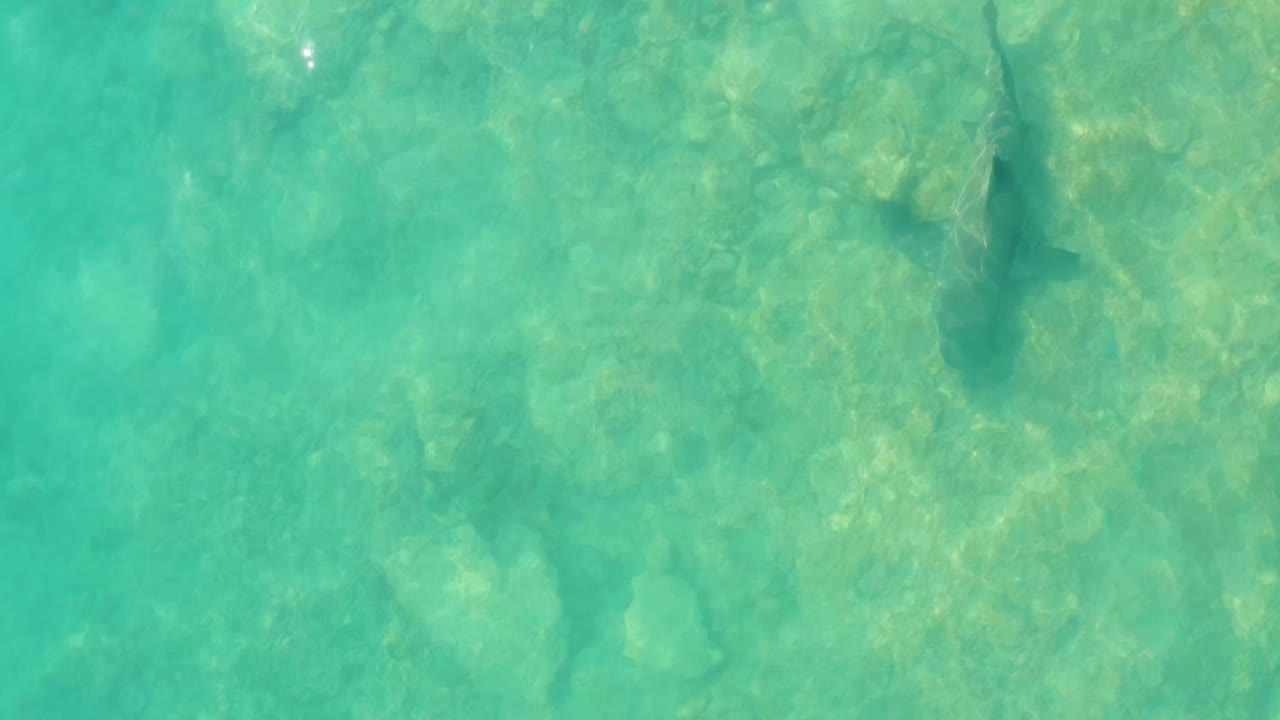 The shark appears lower in the Cabo Pulmo overhead view as the rocky seabed shows through teal water and a few bright surface highlights, with no visible people.