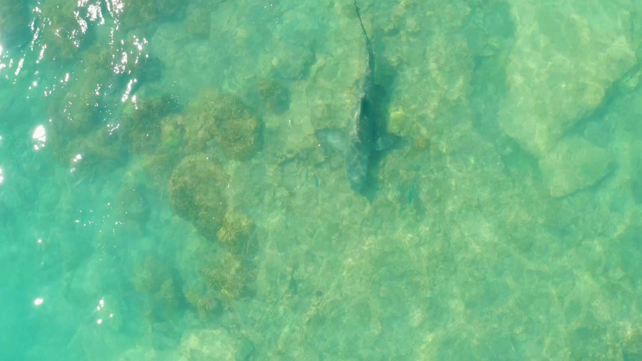 A shark appears beneath clear turquoise water over a rocky seabed in Cabo Pulmo, with bright surface reflections near the left edge and no visible people.
