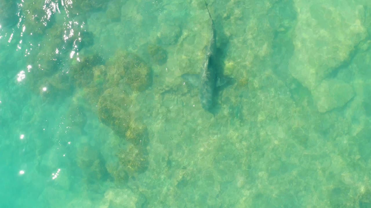 The shark remains visible under clear blue-green water in Cabo Pulmo, crossing over irregular rock shapes with small bright glints on the surface and no visible people.