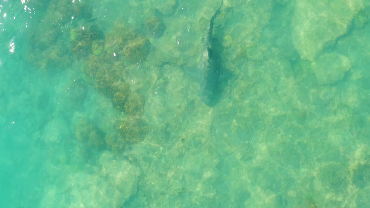 A shark is seen near the upper part of the frame in Cabo Pulmo water, with turquoise color, mottled rocks below, and no visible people or boats.