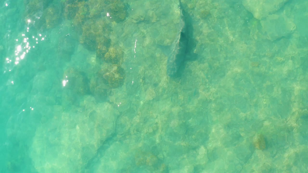 The shark passes above a pale rocky bottom in Cabo Pulmo, with soft water ripples and no shoreline, people, or manmade objects visible.