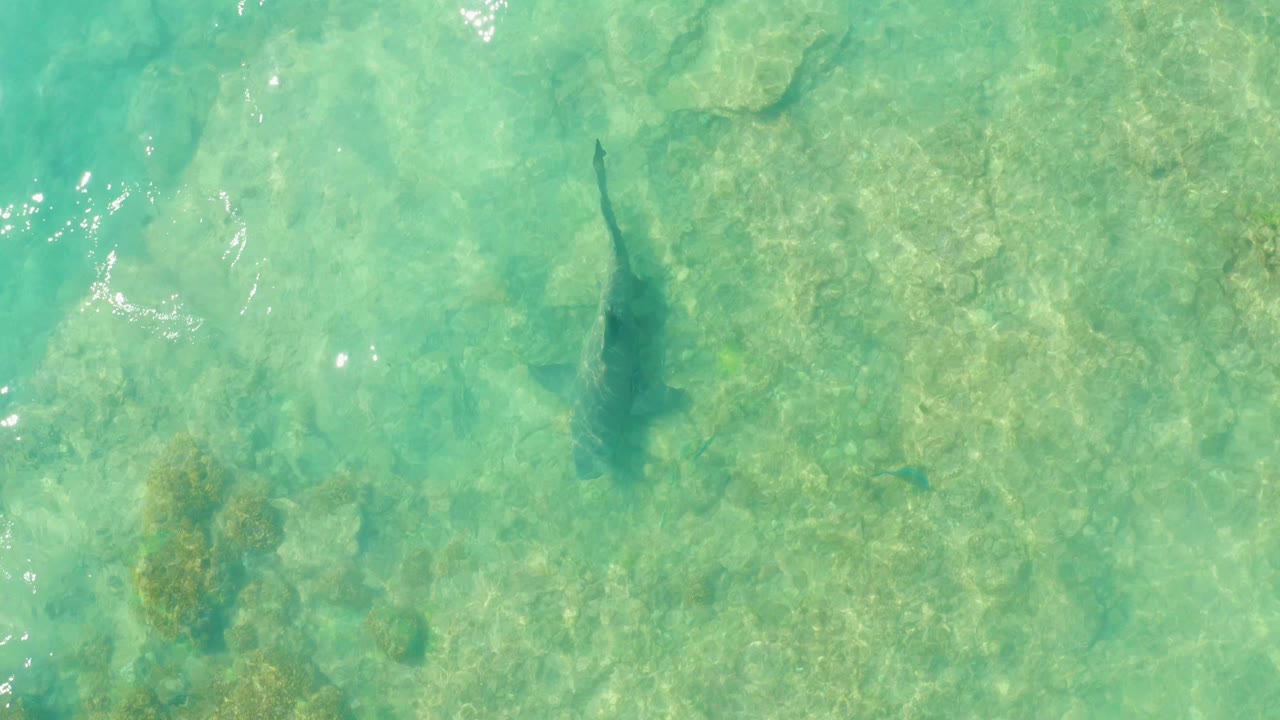 Overhead view of a shark in clear turquoise shallow water