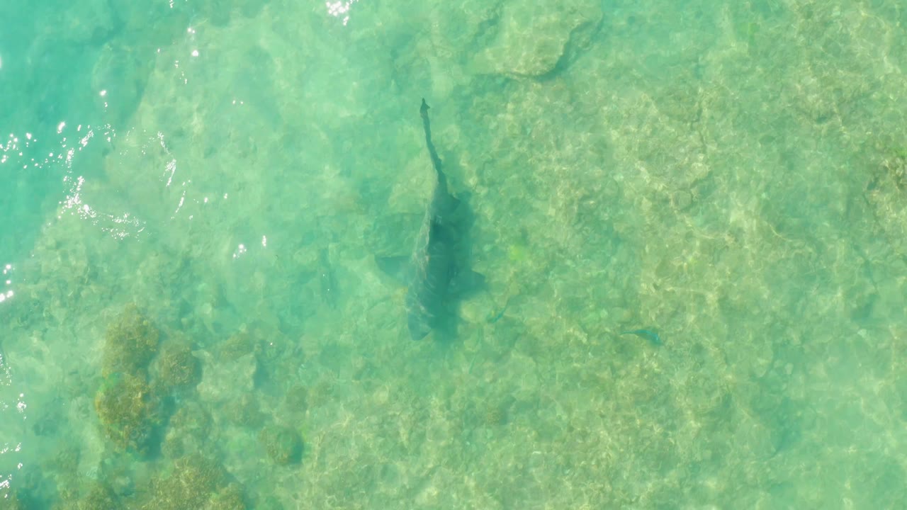 At Cabo Pulmo, the shark appears as a dark silhouette under clear water with small rock and coral patches below, and no visible people.