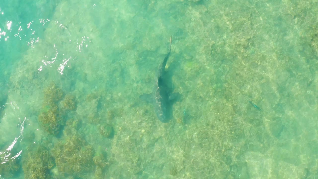 At Cabo Pulmo, the shark sits beneath bright surface ripples in shallow turquoise water with seabed rocks visible through the water, and no visible people.