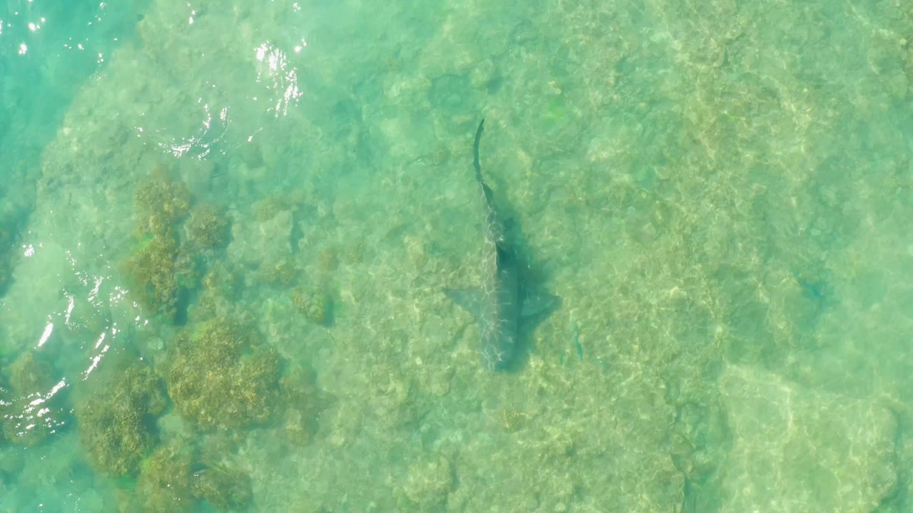 At Cabo Pulmo, the shark is visible under clear turquoise water near scattered reef or coral patches on the shallow seabed, with no visible people.