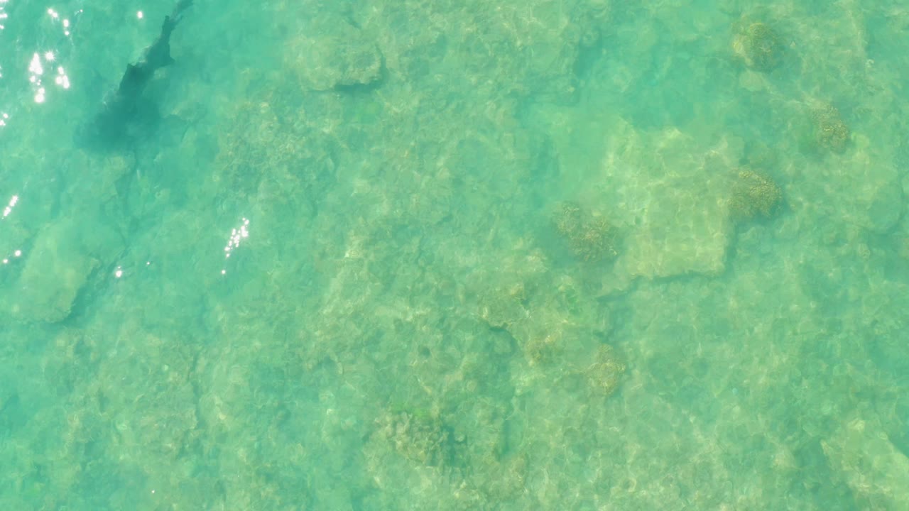 At Cabo Pulmo, Baja California Sur, a shark appears near the upper left beneath clear turquoise water over a rocky seabed, with no visible people.