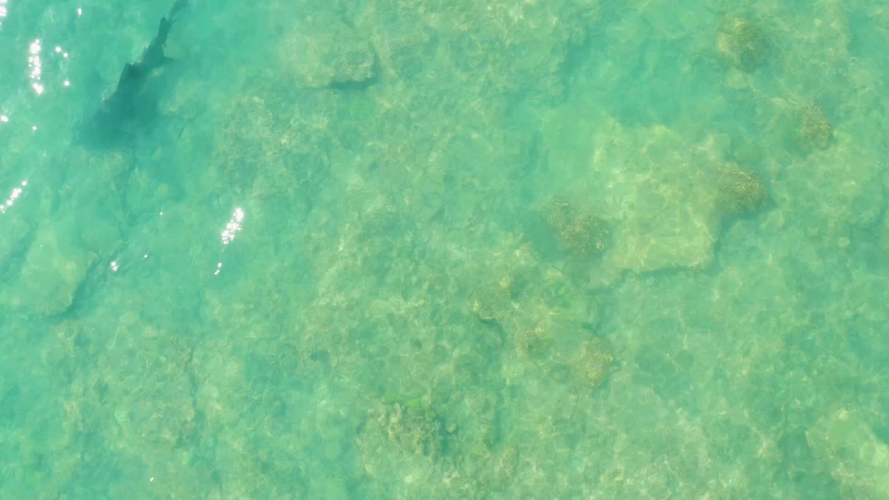 At Cabo Pulmo, Baja California Sur, the shark is visible closer to the left side of the overhead frame as sunlight breaks across the clear water, with no visible people.