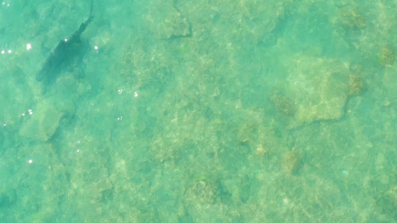 At Cabo Pulmo, Baja California Sur, the shark sits nearer the upper right portion of the frame while the rocky seabed remains visible through calm turquoise water, with no visible people.