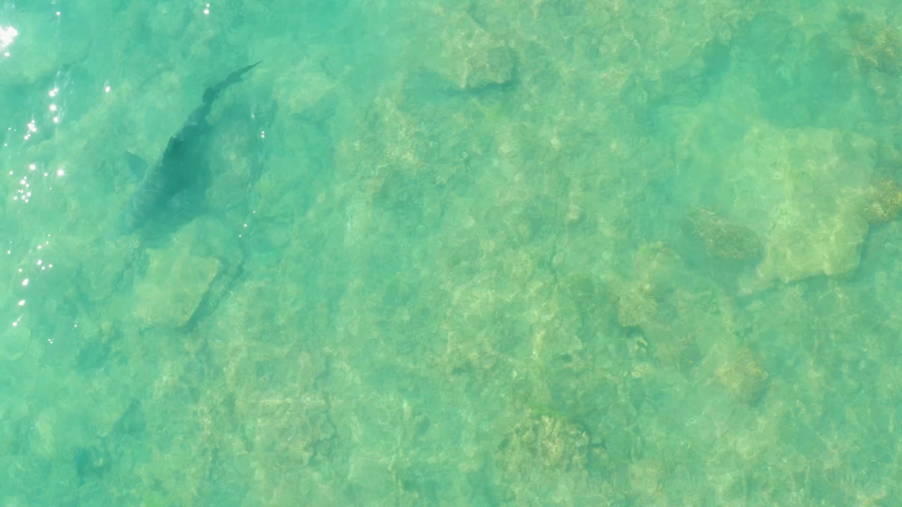 Shark near the left edge over shallow rocks.