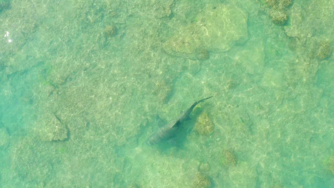 Fish silhouette above clear green-blue water.
