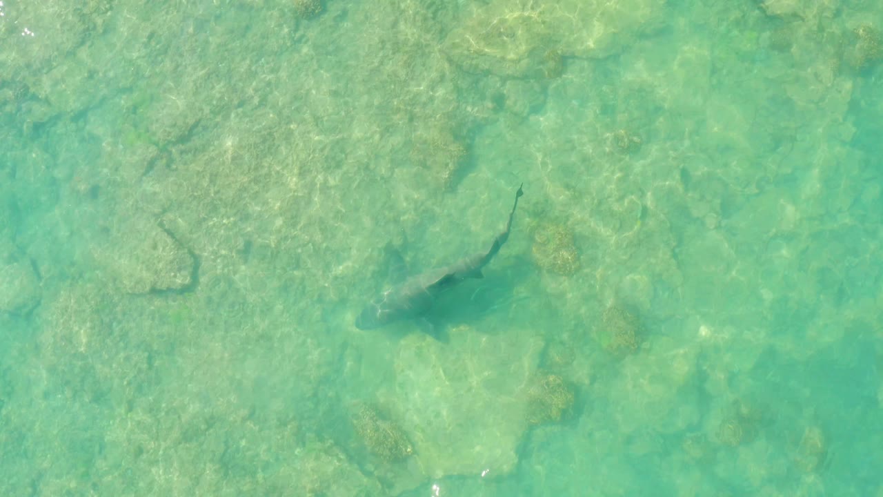 A fish silhouette crosses the middle of the overhead frame over pale submerged rocks and green-turquoise water in Cabo Pulmo, with no visible people.