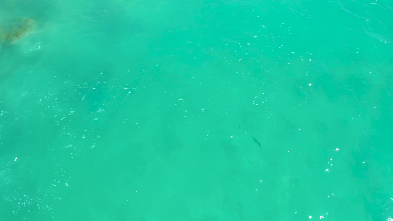 Top-down view of bright turquoise shallow water in Dreams Los Cabos, with a small fish visible toward the right side and no visible people.